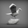 seagull-on-the-stone4.jpg Seagull on the stone 3D print model