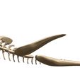 09.jpg stegosaurus, complete 3D skeleton.