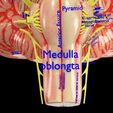 central-nervous-system-cortex-limbic-basal-ganglia-stem-cerebel-3d-model-blend-3.jpg Central nervous system cortex limbic basal ganglia stem cerebel 3D model