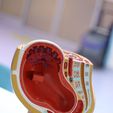 WhatsApp-Gorsel-2025-08-02-saat-12.44.06_d8a698fe.jpg Anatomy Model of Pregnancy Pelvis