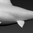08.jpg Great white shark