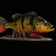 Peacock-Bass-statue-1-3-6.png FISH in motion Peacock bass (Cichla ocellaris) fish natural base detailed texture for 3d printing