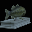 Bass-statue-14.png fish Largemouth Bass / Micropterus salmoides statue detailed texture for 3d printing