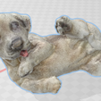 labrador1.png Labrador dog - Dog labrador