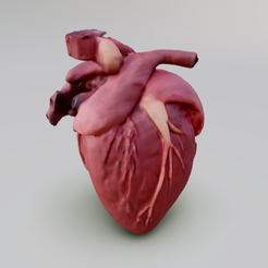 heart.png Human heart