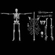 Skeleton-bones.jpg Skeleton bones (244 bones teeth included)