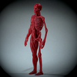 Untitled_Viewport_014.png Human anatomy Human anatomy ready to print Halloween Pumpkin