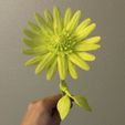 3.jpg Daisy - Flat flower