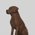 labra3.jpg Realistischer Labrador Retriever