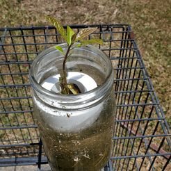 20240622_132318.jpg Simple Avocado Float