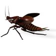 OOJJ.jpg COCKROACH - DOWNLOAD Cockroach 3d model - animated for blender-fbx-unity-maya-unreal-c4d-3ds max - 3D printing COCKROACH INSECT
