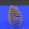 Screenshot-2021-03-18-075411.jpg ribs cage toracic