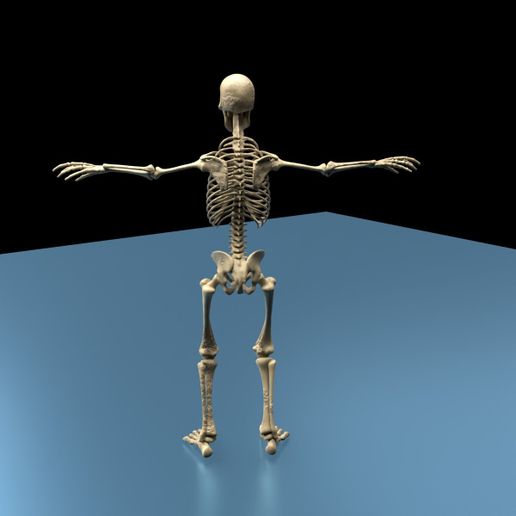 💀 Detailed Human Skeleton Anatomy Fully Textured Realistic 3D Model ...