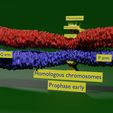 0005.jpg Chromosome homologous centromere kinetochore blender 3d model