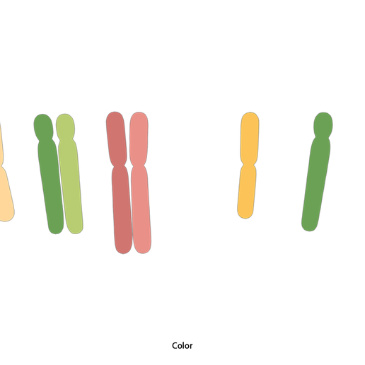 Diploid_vs_Haploid_Color.png Diploïde vs Haploïde