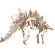 05.jpg stegosaurus, complete 3D skeleton.