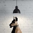 1d7aade24774ef0c190cda00b926b7ea.jpg Doberman Doberman