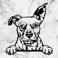 Sin-título.jpg american pitbull terrier dog decoration dog wall decoration dog wall mural picture pet dog deco wall house realistic Pet