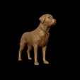 25.jpg Labrador Retriever model 3D print model