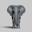 R01.jpg african elephant pose 01
