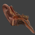 7.png 3D Model Ear Cross Section