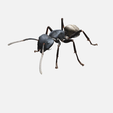 Ant-1.png ANT PRINT-IN-PLACE