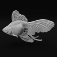 21.png Ryukin Fancy Goldfish - Realistic Fish Pet