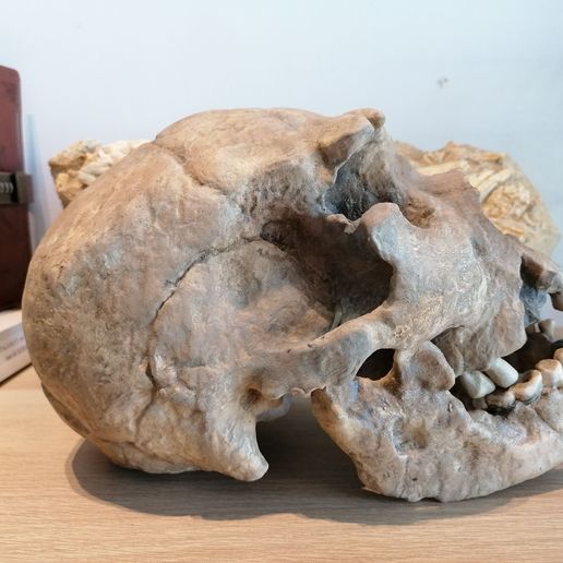 💀 Homo heidelbergensis Skull・ STL File for 3D printing・Cults