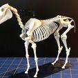 IMG_5509.jpg Esqueleto de cavalo