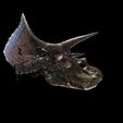 3.jpg Triceratops Skull DINOSAUR SKELETON ANATOMY 3D MODEL