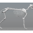 perro.png Cão com esqueleto completo