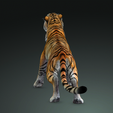 0_00041.png TIGER DOWNLOAD Bengal TIGER 3d model animated for blender-fbx-unity-maya-unreal-c4d-3ds max - 3D printing TIGER CAT CAT