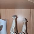 Erd1-1.jpg Meerkat Family Mongoose Famaly