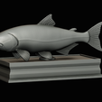 golden-dorado-statue-box-1-26.png fish golden dorado / Salminus brasiliensis with storage space / for 3d printing