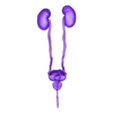 Benign prostatic hyperplasia.obj 6 PARTS 3D Benign prostatic hyperplasia with complications: distended bladder with diverticulum, bladder stone, dilated ureters, nephrohydrosis