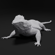untitled4.png Bearded Dragon Realistic Lizard