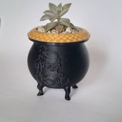 imp0.jpg pot of gold plantspot