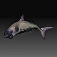 Shark wireframe.jpg Köpekbalığı