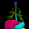 19.png 3D Model of Cardiovascular System, Thorax and Abdomen