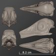 Archaeopteryx_skull04.jpg Archaeopteryx Dinosaur Skull