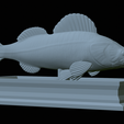 Zander-statue-25.png fish zander / pikeperch / Sander lucioperca statue detailed texture for 3d printing