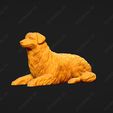554-Australian_Shepherd_Dog_Pose_07.jpg Australian Shepherd Dog 3D Print Model Pose 07