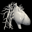 8.png 3D Model of Heart with Vessels