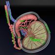 testis-anatomy-histology-3d-model-blend-6.jpg testis anatomy histology 3D model