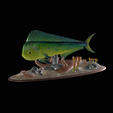 my_project-1-4.png mahi mahi / dorado / common dolphinfish underwater statue detailed texture for 3d printing