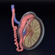 testis-anatomy-histology-3d-model-blend-53.jpg testis anatomy histology 3D model