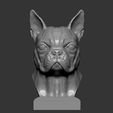 boston-terrier6.jpg boston terrier 3D print model