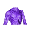 Pecho.obj Free OBJ file Ecorche - Anatomía Masculina・3D print design to download