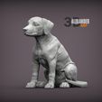 puppy-rhodesian-ridgeback-sitting-1.jpg Puppy rhodesian ridgeback sitting 3D print model