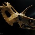 lokiceratops-3dmodel.jpg Lokiceratops rangiformis skull